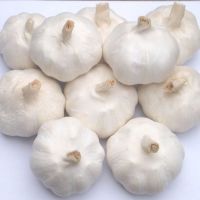 Nice and Best Priced Organic Garlic