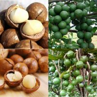Organic Bulk Macadamia Nuts