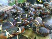 Live Mud Crabs 