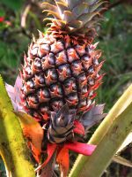 Premium Quality Ugandan Pineapples Bulk Quantity
