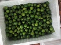 Vietnames fresh seedless lime