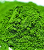 Organic Broccoli Powder 