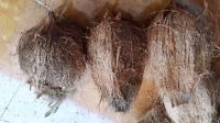 Mature coconut, Semi Husked Mature Coconut Origin Indonesia