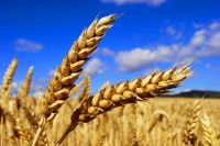 Wheat food