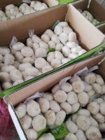 Bulk Garlic for Sale | White Garlic Price
