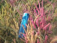 Salicornia Evropia