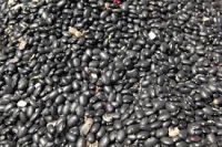 Black Kidney Beans