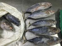 Frozen Skipjack Tuna Whole round