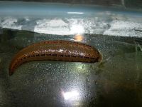 live leeches for Medical  Use