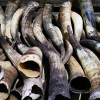 Raw Cow and Buffalo horn 10cm to 80cms Long for sale