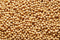 Soya Beans Soybeans Raw And Dried Soybeans