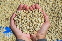 Green Coffee Beans e.g Arabica and Robusta Coffee Beans
