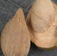 Fresh Deshusked,Semi Husked Coconut 