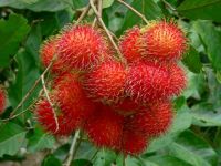 HIGH QUALITY EXOTIC FRESH FRUITS - NATURAL SWEET FLESH RAMBUTAN FRUIT