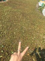 Star aniseed cassia lowest price and best quality manufacturer Viet Nam +843593318390