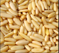 Turkey Pine Nuts, Turkish Pine Nuts Manufacturers - Made in Turkey