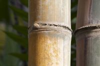 Petung Bamboo Poles various sizes