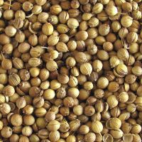 Coriander seeds 2019