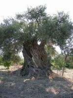 olives oil suppliers,olives oil exporters,olives oil manufacturers,extra virgin olives oil traders,spanish olive oil,