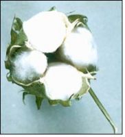 INDIAN RAW COTTON
