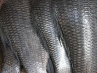 Fish Scales