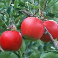  Fresh Fruits Red Fuji Apples For Sell At Cheap Price