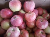 https://www.tradekey.com/product_view/-cheaper-Golden-Delicious-Fresh-Apples-9663305.html