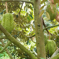 Top Supplier High Quality Frozen Durian Pulp XO D24 from Fresh Durian Fruits