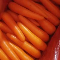 Organic New Crop Best Price South Africa Fresh Washed Carrot 150g -250g in 10kg carton