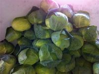 Highest Selling Supreme Quality Cruciferous Fresh Green Vegetables Cabbage from South African Supplier