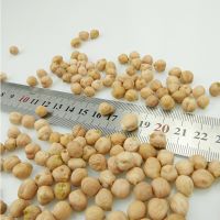  Dried Chickpea