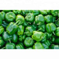 Wholesale Capsicum / Fresh Capsicum Vegetable / Fresh Bell Pepper South African Export