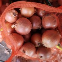 Quality assurance wholesale fresh plump and large natural yellow onions South African onion