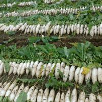 Sichuan white radish grown in the open air fresh and crispy affordable on sale now