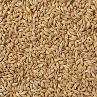 Natural Raw Barley / Malt /Human Consumption / Animal Feed / Fodder / South African Origin
