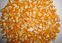 Fresh Organic Yellow Corn Maize Pakistan Top Quality Raw Sweet Corn Seed Bulk in 50 kg Packaging bags