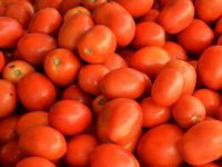 Natural High Quality Export from South Africa Bulk Box Style Storage Variety Product Place Model Maturity Red Fresh Tomatoes