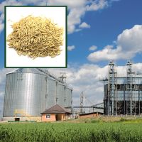 Premium quality organic oats grain for sale from manufacturer in bulk product of South Africa, wholesale prices