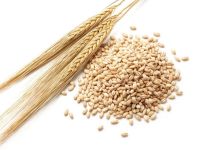 ORGANIC OAT, BARLEY, RYE, WHEAT GRASS GRAIN SEEDS -JUICING SPROUTING CAT GRASS