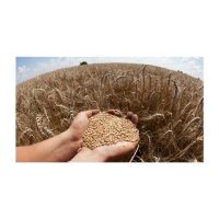 Triple-cleaned Non-GMO Wheat grains seeds healthy food whosale natural bulk organic non-GMO cereal grains