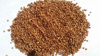 Wholesale Seeds Of South African origin Red Sorghum for Birds Food