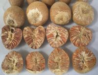 Supplying Dried whole Areca nut/ Betel nut from South Africa with high quality_vikafoods