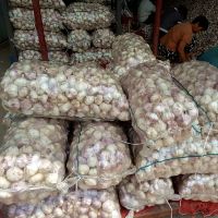 C 3.0cm 5.0cm 20kg Mesh Bag Fresh Garlic Crop Seed South Africaa Fresh Ginger Fresh Onions