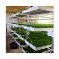 Forage hydroponic Barley green forage fodder Microgreen Seeds Sprouting Fodder System