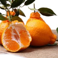 Wholesale high quality grafted Mandarin orange citrus limon/lemon tree seedling of Myrica rubra fruit tree seedling
