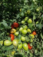 Determinate openfeild oval shape heat resistance Hybrid F1 Tomato Seeds