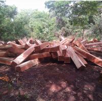 Sawn Timber logs/Teak Wood/Beech Round Logs South African Origin Available For Sale