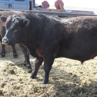 Fattening Beef Bulls/Hereford /Charolais /Limousin /Belgian Blue for Export