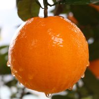 Hunan Oranges Fruit Citrus Fruit Fresh Juicy Sweet Citrus South Africa Pesticide-free Championfresh Vegetables and Fruits Oval-round