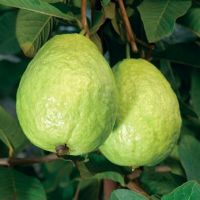 Sweet and Juicy Green Fresh South Africa Guava Max Customized Logo Style Time Packing Organic Weight Material Origin Type Export